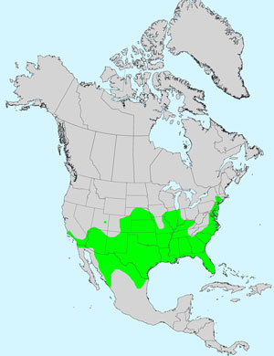 North America species range map for Camphorweed, Heterotheca subaxillaris: Click image for full size map.